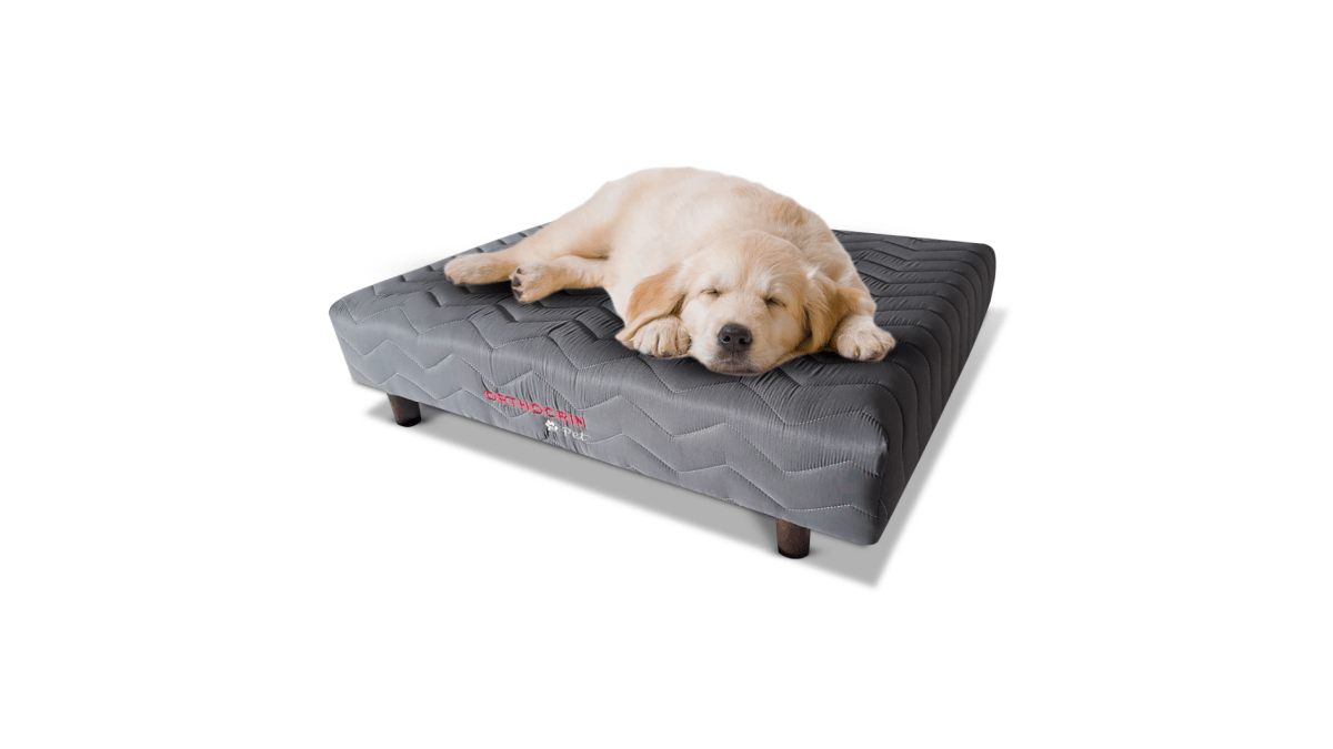 Base Cama Box Pet Cachorros e Gatos - Orthocrin
