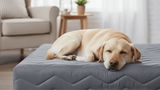 Base Cama Box Pet Cachorros e Gatos - Orthocrin