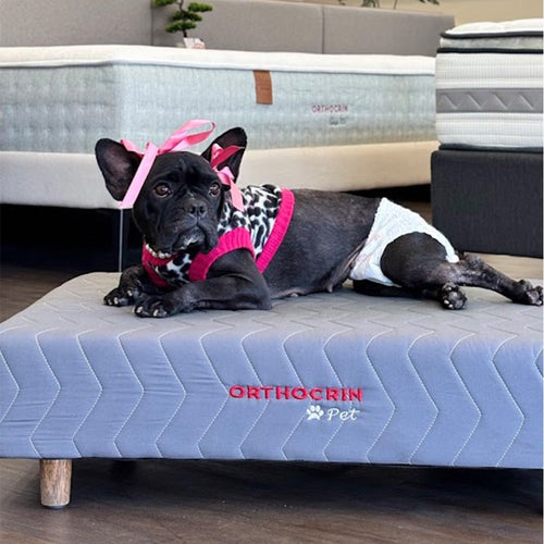 Cama Box Pet de Espuma para Cachorro - Orthocrin - Orthocrin